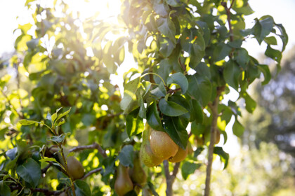 fruit-producer-orchard