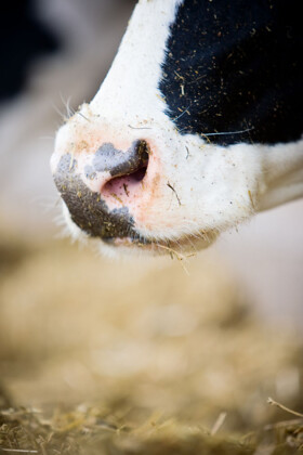 cow-nose