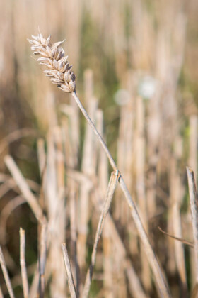 Farming-photography